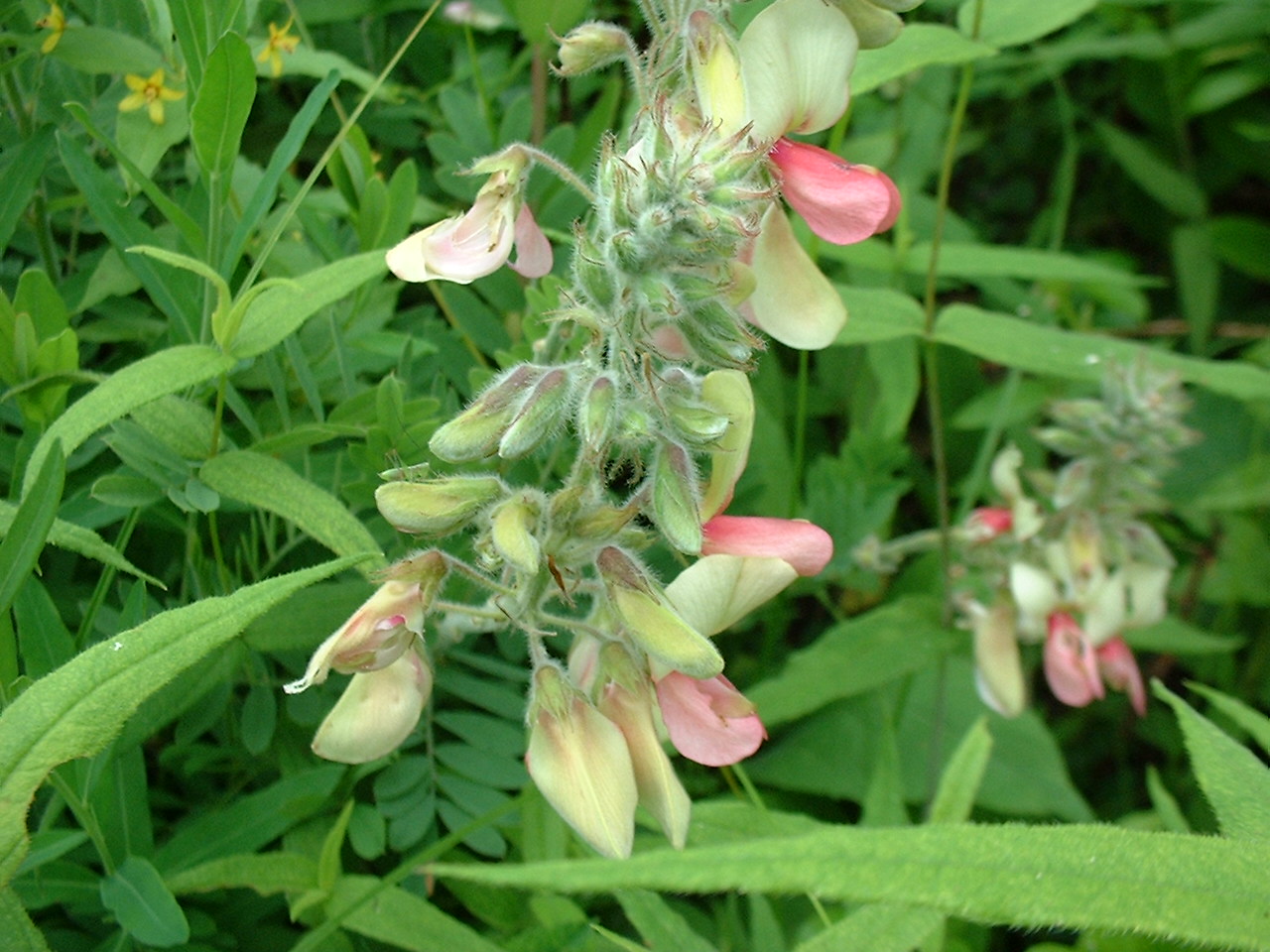 Tephrosia virginiana